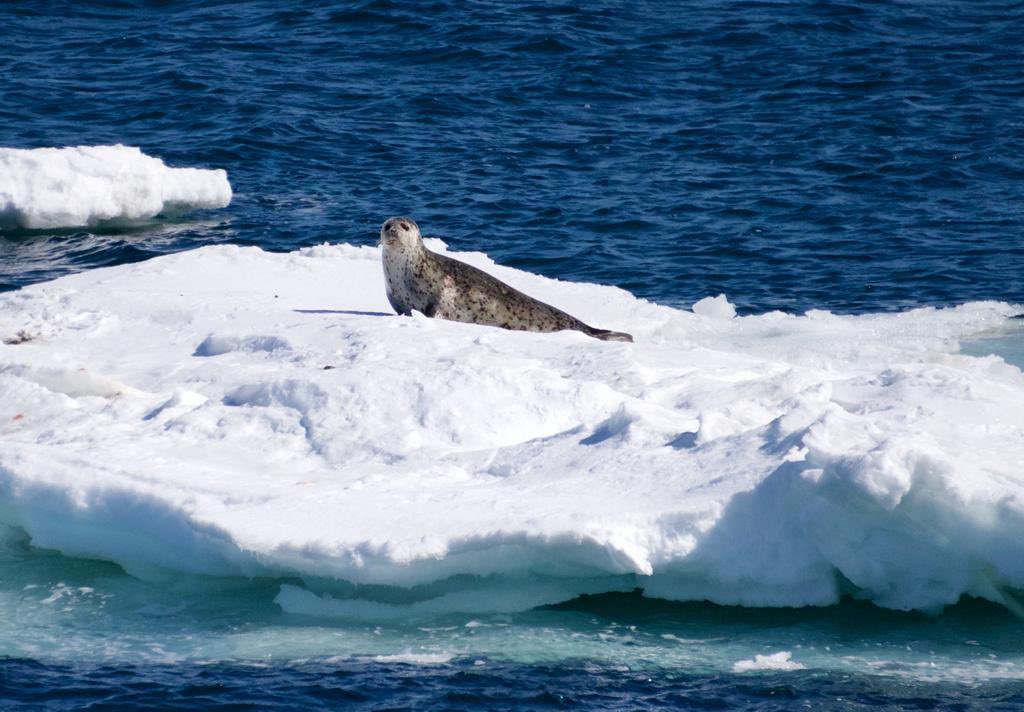 OARC_Alaska's tweet photo. #BeringSea #Sealapalooza #DY2306

📷 by I. Ekmanis https://t.co/q1nWf14YrP