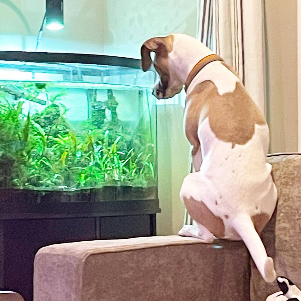 PopPugPeoBlog's tweet photo. Jaxson discovered the fish tank. Also, he won’t forget about the fish tank.  It might be bordering on obsession now, which means I have to monitor his love of the fish tank constantly. Can a dog knock over a 46 gallon tank?  Let’s hope I am monitoring hi… https://t.co/nsqJcxi1pS https://t.co/dSazYWJkt3