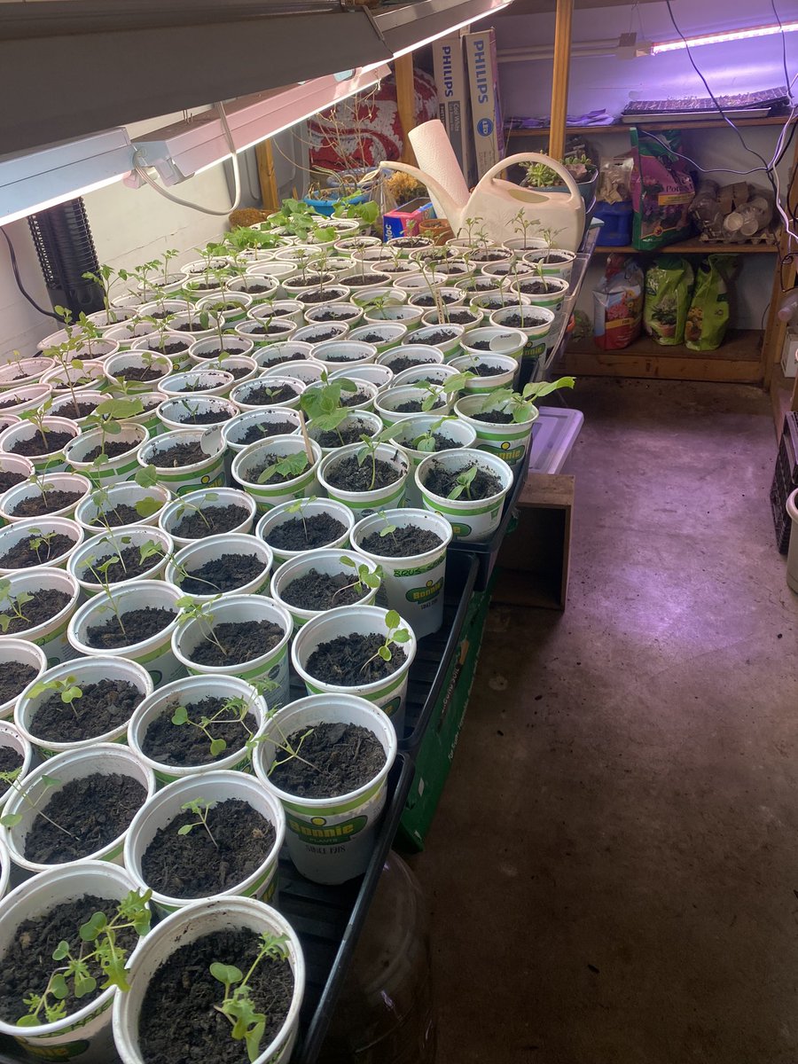 CalvaryCroll's tweet photo. @spindlypete I am zone 5-6 depending on the year. I buy seed from your state in the illogic hope that those seeds are somehow ‘hardier’ than those from more south. We start indoors, usually Feb-March but we start outside in a week. I’ll be right behind you w/peas and potatoes. Garlic is up 😍 https://t.co/g5j8Q14him