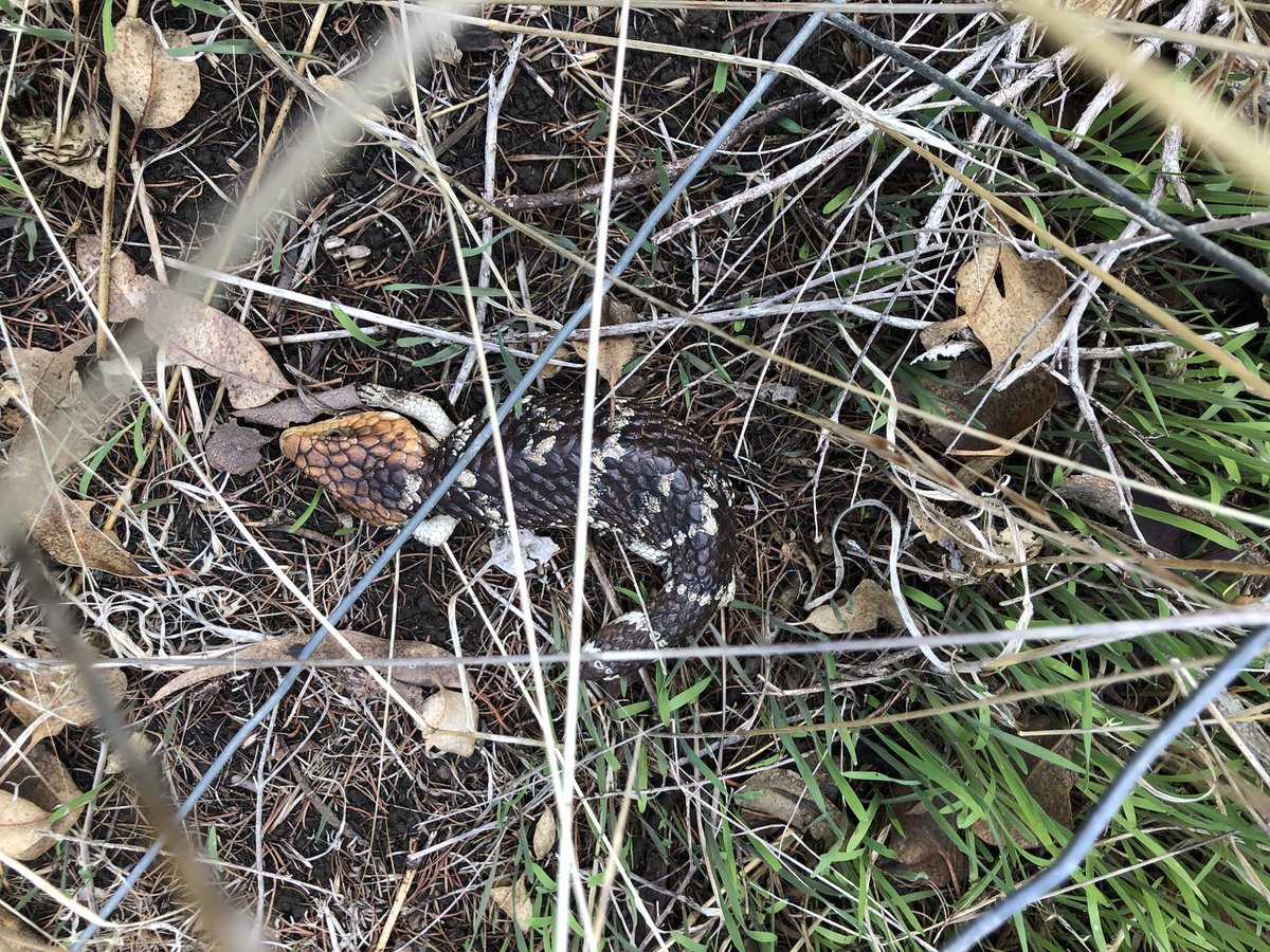 Yesterday the rain cleared for us to collect rubbish along the Williams River in Quindanning. Weed control has also taken place at the site and revegetation is planned, this work will help improve the health of this gorgeous river. <a href="/PeelHarveyCC/">PeelHarveyCC</a>