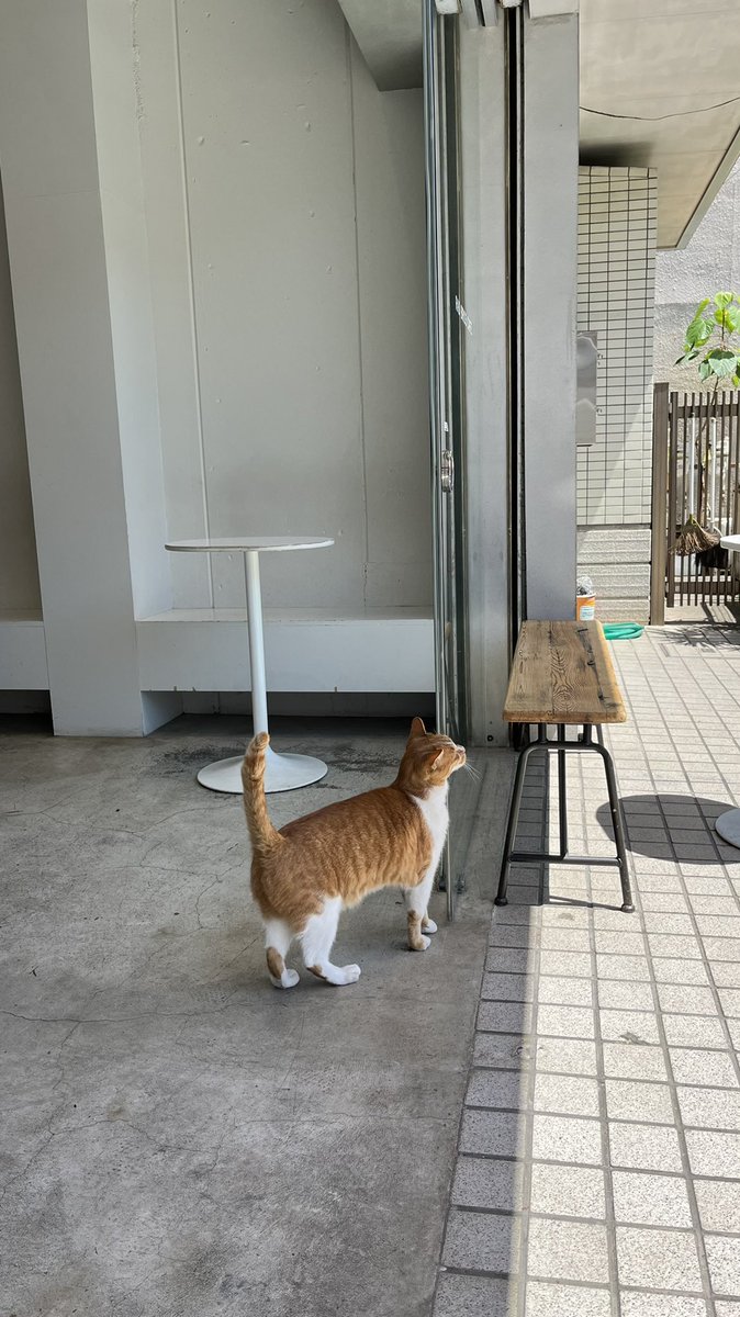 newworkfun's tweet photo. 今日はまたまた高円寺のRAD BROS CAFEへ
アメリカーノ 550円、チーズプリン 600円を注文
PASS有WiFi、店内全席電源あり
週末は混んでいて長居できないけど、平日午前中はゆっくりできるのでオススメ
今の季節は外のベンチが最高に気持ち良い
近所の猫ちゃんがかわいい
#カフェ巡り #作業カフェ https://t.co/dKzeUTj4gO