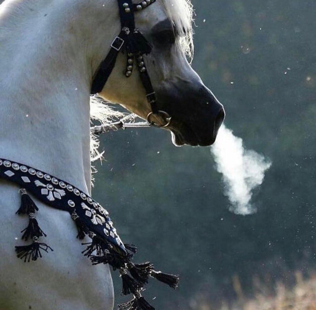 SAFARVIP1's tweet image. لَنْ يلفِت الأنظار حُسن جَوادِكَ 
إِن لم يكُن فوقَ الأصيلِ أصيلُ