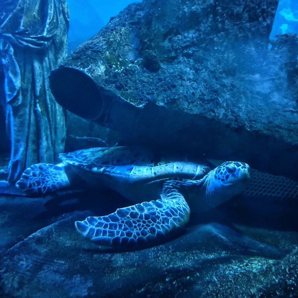 NoOvernightCamp's tweet photo. Today marks two years since I began working at Marine Life. It's been such a privilege getting to work with so many amazing animals and I have much to be thankful about how I have progressed in that time. https://t.co/OIFeLASUVM https://t.co/zRXu33sS5L