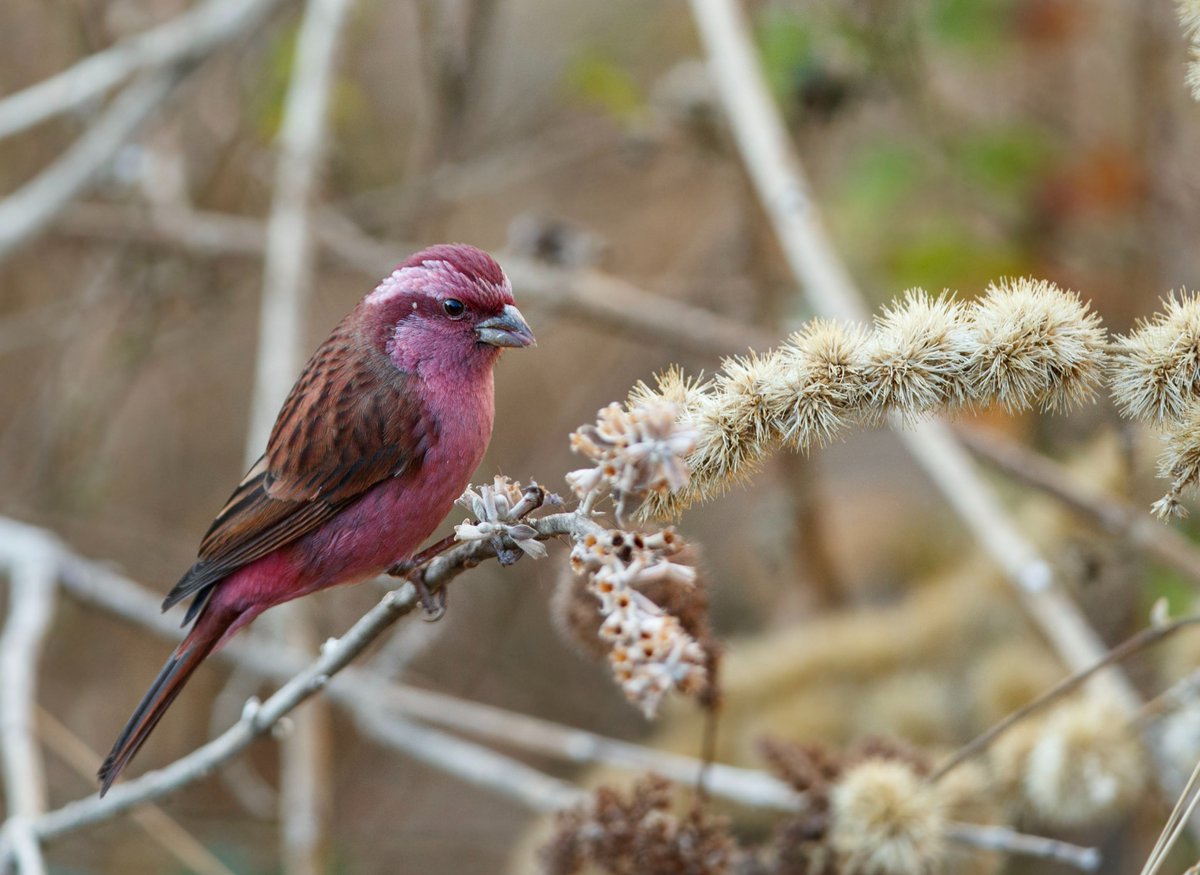 Pink-browed Rosefinch, Nainital, March 2023. 
#indiAves #birding #birdwatching #birdphotography #nautre