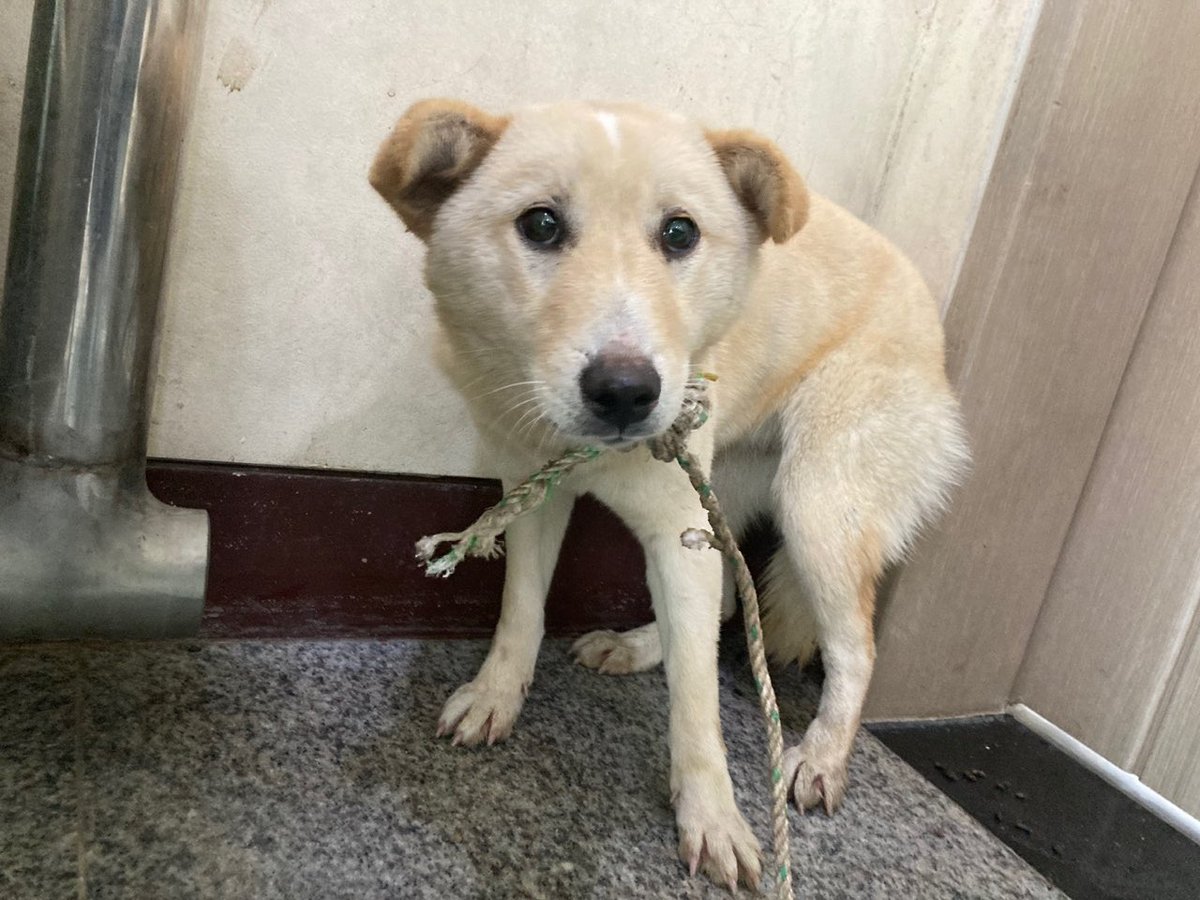 thousandandpets's tweet photo. ✔️ Kishu
Mixed/ Girl/ 3 yrs old(Estimated)/ 7.9kg

Vaccination completed / Heartworm negative / Neutraluzed (unknown)

Kishu has a shu personality. But she is quick-witted and fond of people.

Serial number 21-1437

📍Search “Gwangju Animal Shelter” on Youtube
💌DM for inquiry https://t.co/aAdAtcVJPP