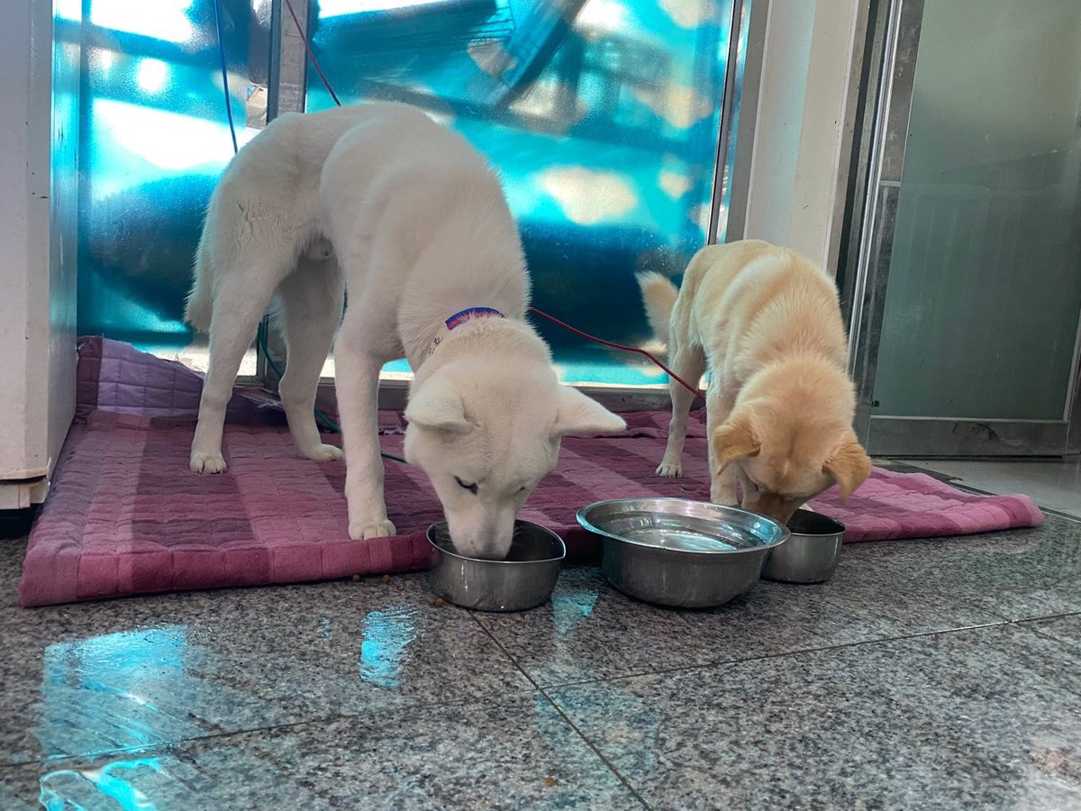 thousandandpets's tweet photo. ✔️ Kishu
Mixed/ Girl/ 3 yrs old(Estimated)/ 7.9kg

Vaccination completed / Heartworm negative / Neutraluzed (unknown)

Kishu has a shu personality. But she is quick-witted and fond of people.

Serial number 21-1437

📍Search “Gwangju Animal Shelter” on Youtube
💌DM for inquiry https://t.co/aAdAtcVJPP