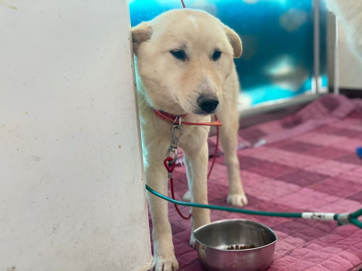thousandandpets's tweet photo. ✔️ Kishu
Mixed/ Girl/ 3 yrs old(Estimated)/ 7.9kg

Vaccination completed / Heartworm negative / Neutraluzed (unknown)

Kishu has a shu personality. But she is quick-witted and fond of people.

Serial number 21-1437

📍Search “Gwangju Animal Shelter” on Youtube
💌DM for inquiry https://t.co/aAdAtcVJPP