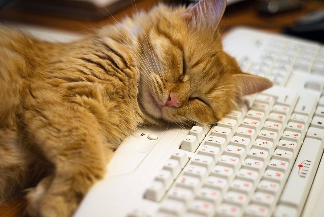 TheRealCatcoin's tweet photo. Developers @CatcoinHQ 😹❤️

#Catcoin #CATS #Catolution #ShibaKiller #CatsOfTwitter #NoCopy #TheRoot #SRS #SLS #NASA #SpaceX #ElonTusk #ElonaMusk #ElonMusk #Crypto #Meme #Rocket #JeffBezos #BlueOrigin https://t.co/tcUNd85SY4