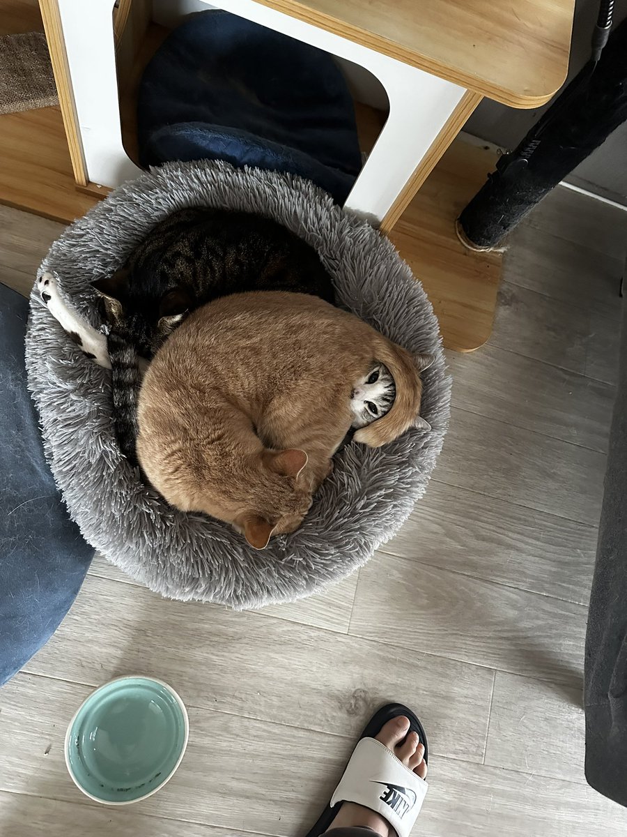 10CMD29's tweet photo. ッッッ！？！？ https://t.co/JK5jhPPg1L
