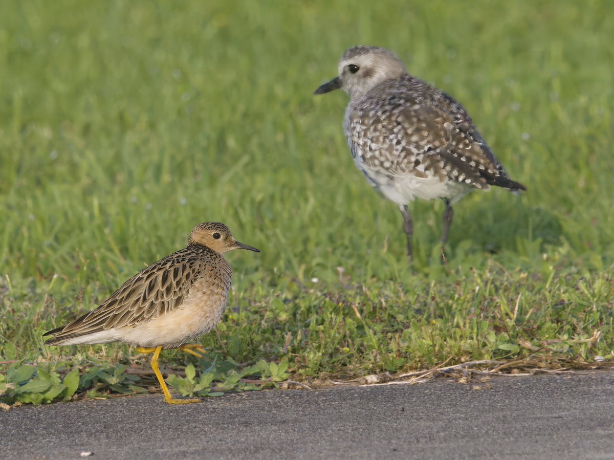 CinTyLeeEarth's tweet photo. Buff-breasted Sandpiper. Only about 50,000 in the world. Sounds like a lot, but almost the entire population migrates through east Texas during a narrow window of time. Destruction of grasslands along its migratory path has caused its numbers to plummet. In my life, it's not impossible that these birds could disappear. This one, sadly, was all by itself, migrating alone.