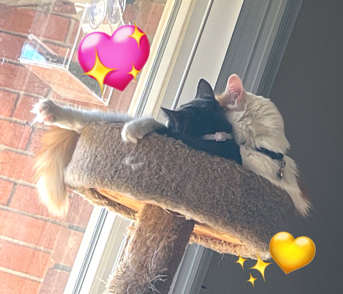 ToebeanBrigade's tweet photo. 🐾 Tomorrow, Miss Dandy Pants is going in after a very long wait to finally get spayed, after months and months our local vet finally had an opening, I know she’ll be a trooper, and no more uncomfy booty dances 🐾💛 https://t.co/gEq1SbBqgd