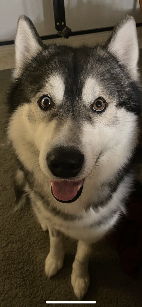 Red_SaidFred's tweet image. Just told him we are taking a road trip to see G&amp;amp;G. #HappyDoggo