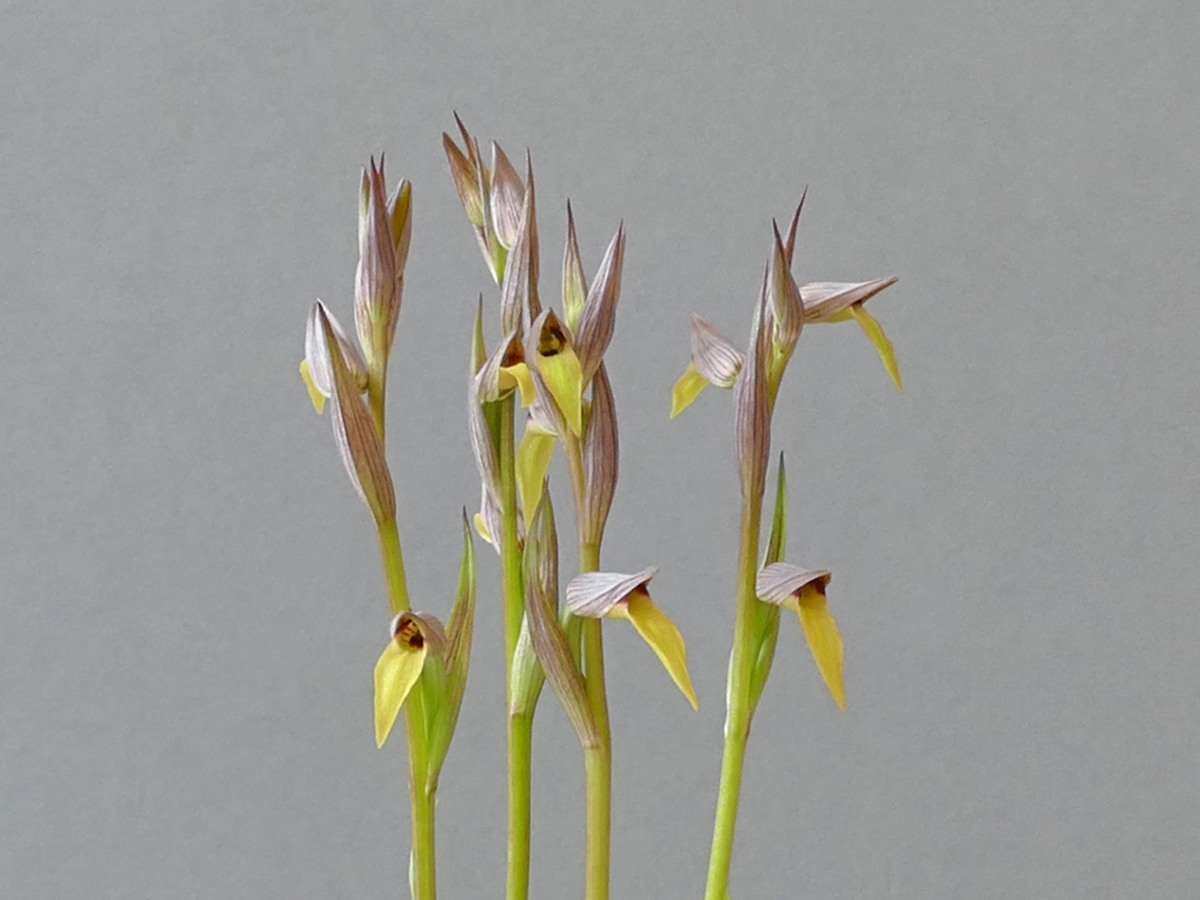 DonPeace's tweet photo. @1davidcarver Thanks David. I remember Richard exhibiting at AGS shows back in the day. Here is a close up picture I took of your plant on Saturday. https://t.co/LjsOmQeAg4