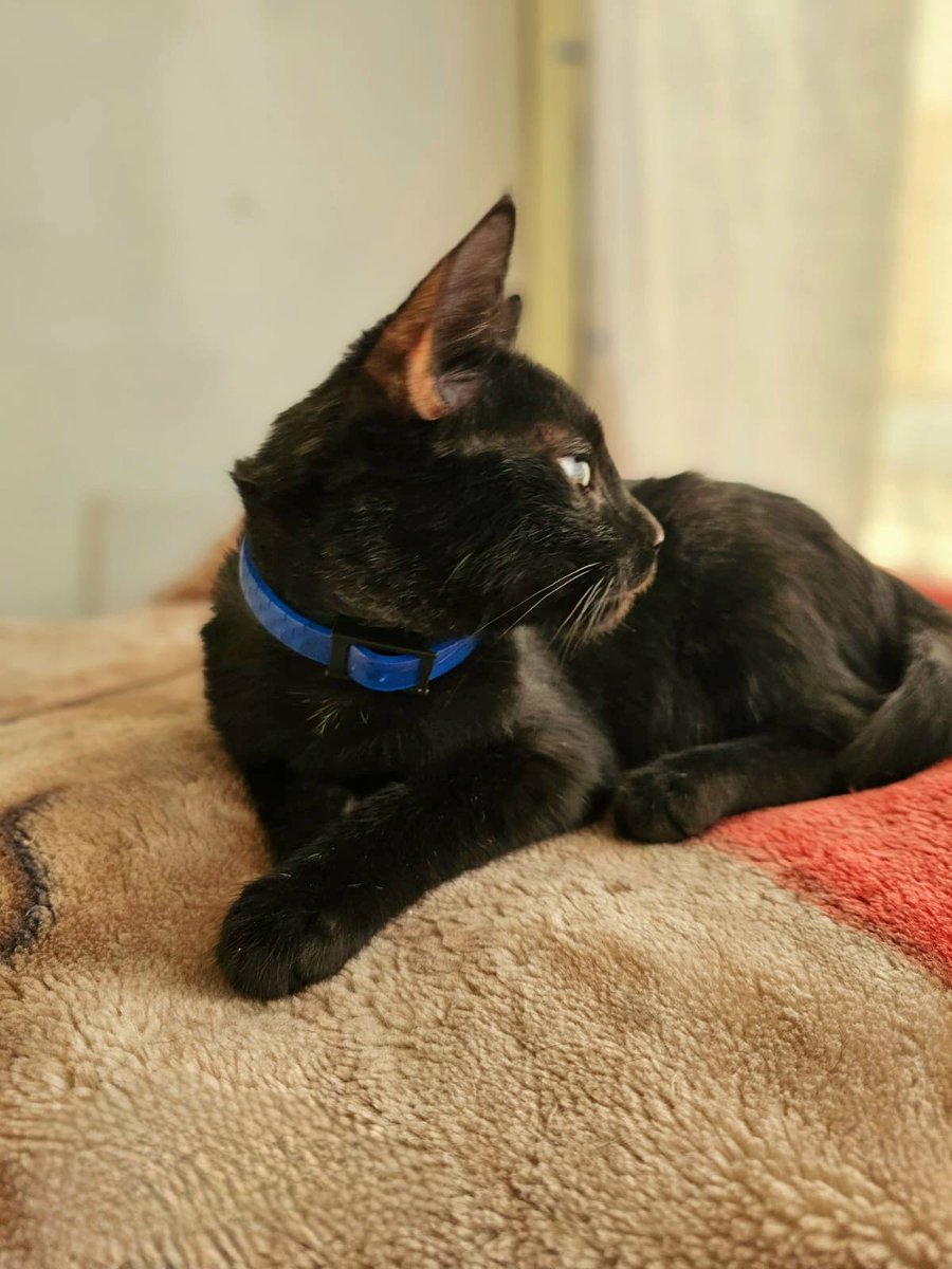 jessyossandon's tweet photo. Gatito en adopción, 4 meses aprox, desparasitado, esterilizado, vacunas al día, chipiado, juguetón y tierno, convive con gatos y perros.  +56974361841. Se encuentra en providencia, RT @AdopGatosChile @fund_quiltro @Fundacion_Suyai @GedaFundacion @AnimalParaiso @SOS_Animales https://t.co/QtYcwiPMwp