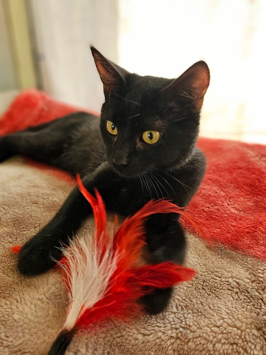 jessyossandon's tweet photo. Gatito en adopción, 4 meses aprox, desparasitado, esterilizado, vacunas al día, chipiado, juguetón y tierno, convive con gatos y perros.  +56974361841. Se encuentra en providencia, RT @AdopGatosChile @fund_quiltro @Fundacion_Suyai @GedaFundacion @AnimalParaiso @SOS_Animales https://t.co/QtYcwiPMwp