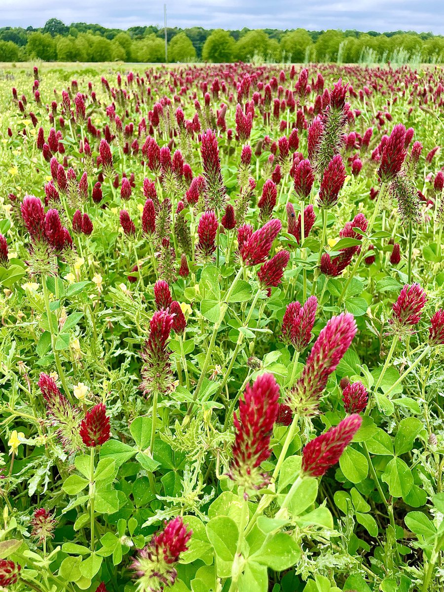 alabamaED's tweet photo. Crimson clover as a cover crop #Covercrop #Farming https://t.co/WUiyIsLSz2