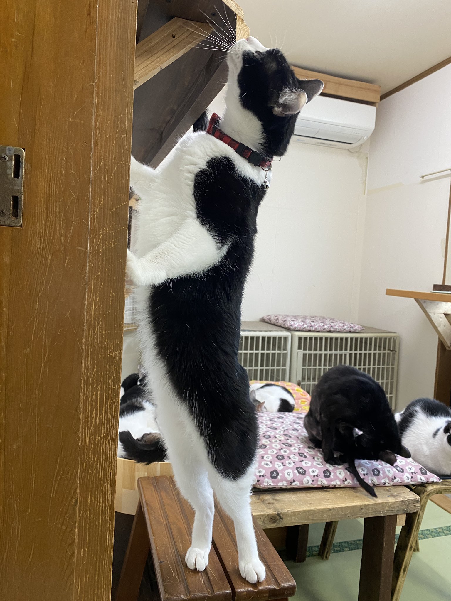 にゃんたま様ご確認下さい