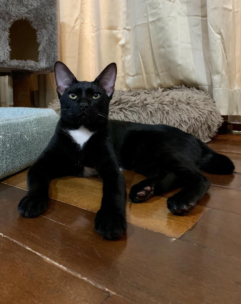 dienamom's tweet photo. Cat pose belike #sphinx https://t.co/JUtChGQepg