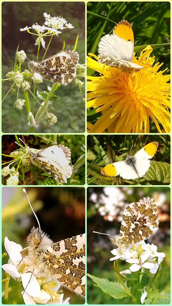s4r4h_l's tweet photo. #InsectThursday The orange-tips I've encountered this week, male with the orange, the top two left hand side are female. Not as many as last year yet but pleased to see them at their usual site on the #GuildWheel @MistyNelson67 @DavidMariposa1 @Friendsofthegu1
@prestoncouncil https://t.co/zyR9mMDjIS