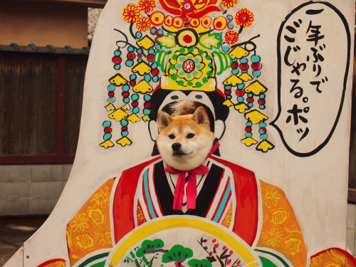 ShibaEveryHour's tweet photo. https://t.co/sdcQ0UCCKx