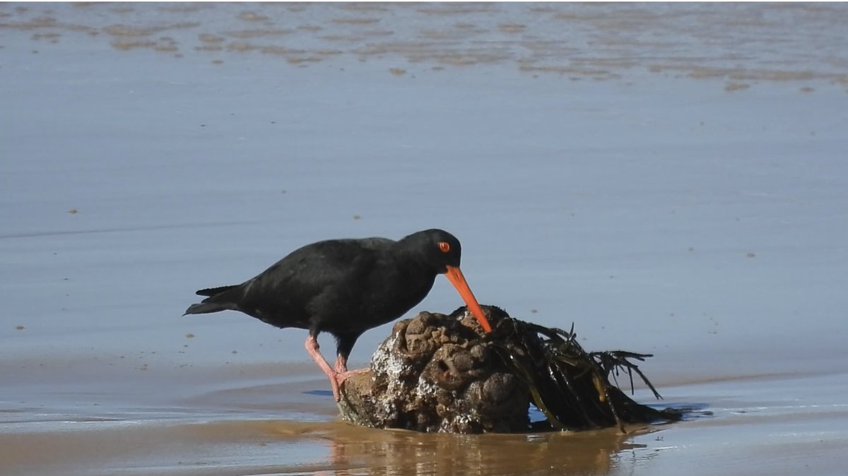 Sharing a new blog post on the Sooty Oystercatcher- such a beautiful but #Vulnerable #shorebird - #YuinCountry #birds #Ozbird #natureconnection #birdphotography 
#twitternaturecommunity
#NaturePhotography 
#twitternaturecommunity
#birdwatching marybell.com.au/the-sooty-oyst…