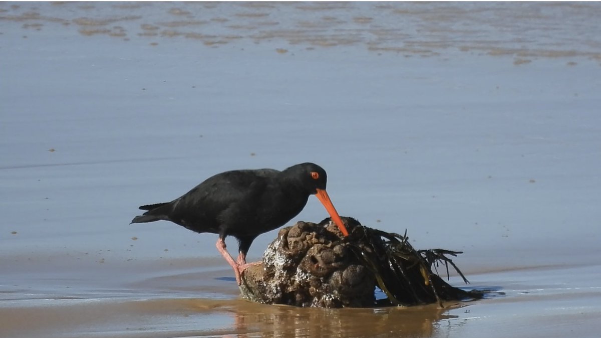 Sharing a new blog post on the Sooty Oystercatcher- such a beautiful but #Vulnerable #shorebird - #YuinCountry #birds #Ozbird #natureconnection #birdphotography #twitternaturecommunity #NaturePhotography #twitternaturecommunity #birdwatching marybell.com.au/the-sooty-oyst…