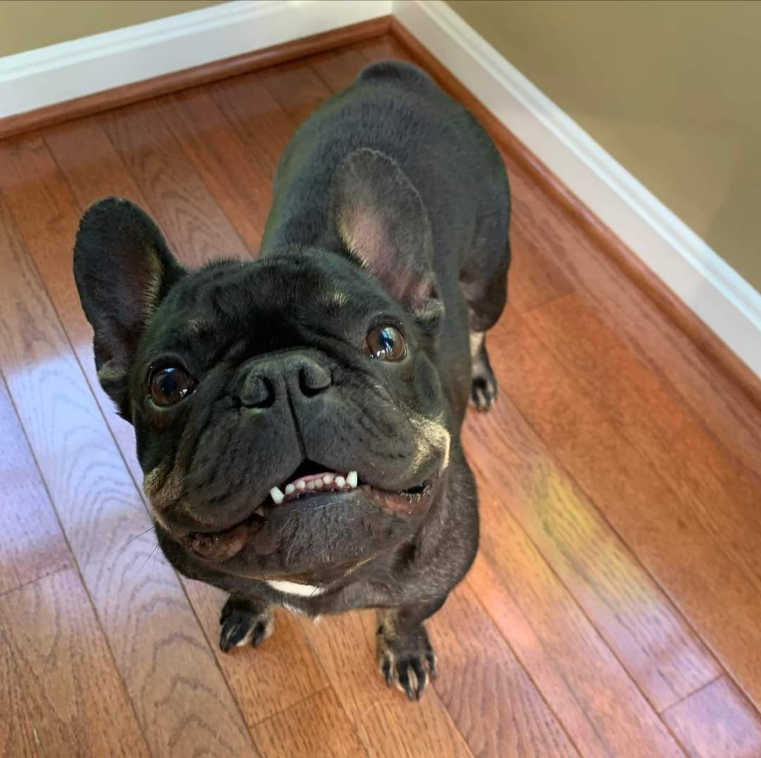 Her name is tbd. She is 3 years old. She is a retired breeding dog. So far she has been a happy go lucky girl. She runs around the house making snorty noises. She is super sweet and loves attention! She is getting vetted and will be available asap!! 

Love, Sonder the princess.