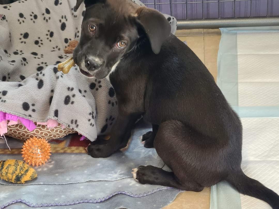 Crow would like a family of his own. Who wants to cuddle this baby every day?