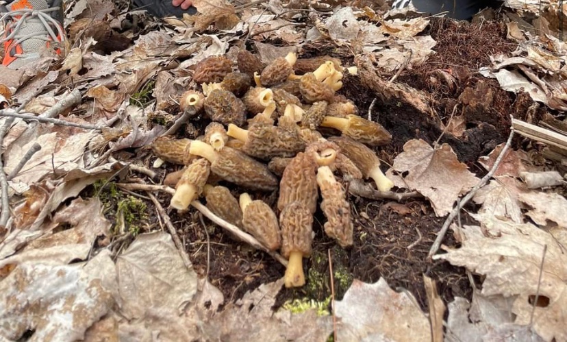 terdferg78's tweet photo. Springs spring! Time to get your steps in!
#checkMeForTicks
#dontShowAnyone
#Area51ClassifiedSecretSpots https://t.co/5z2ujN6Dw1