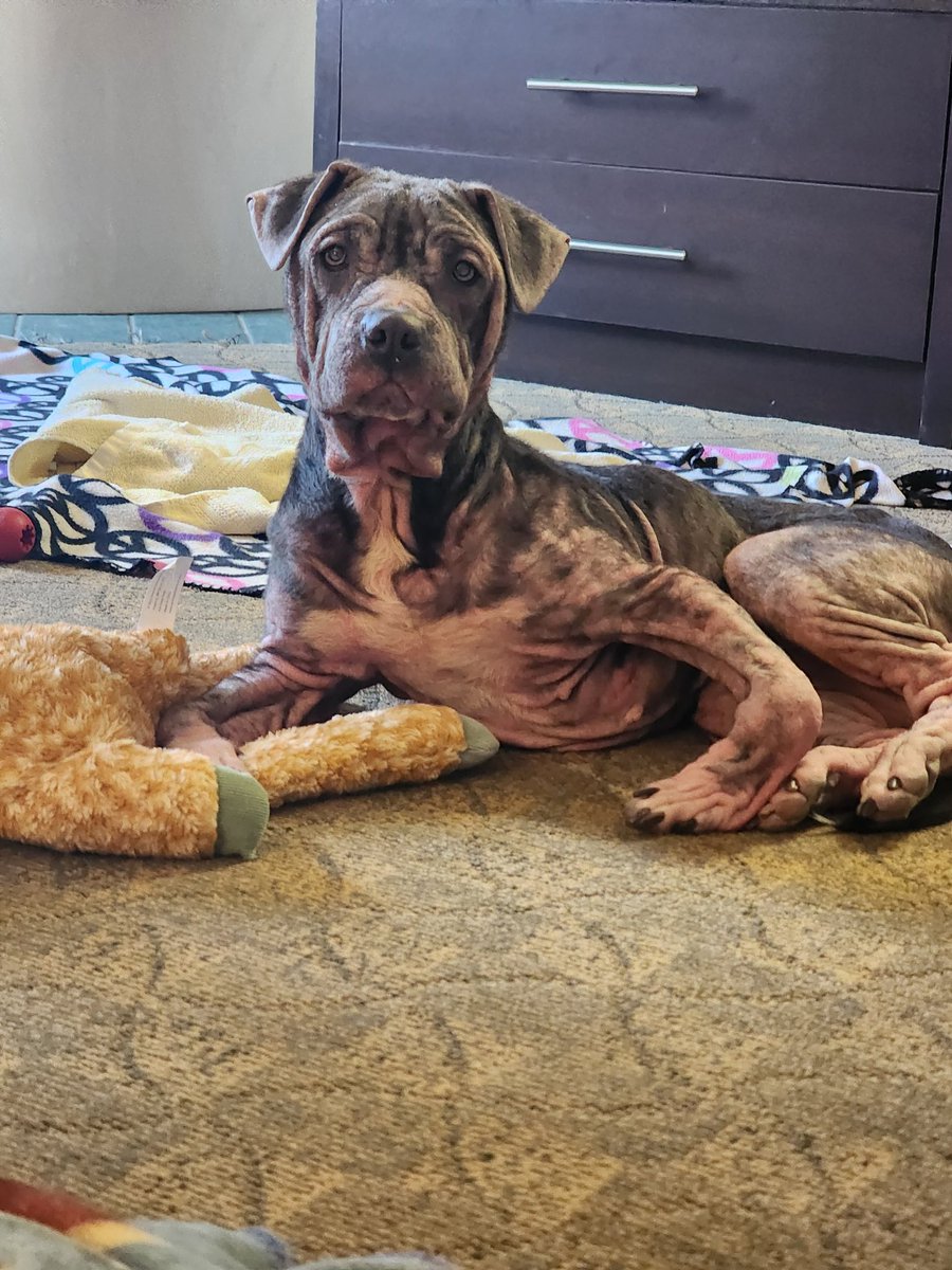 Starling doesn't understand what all the fuss is about. A little bit of mange and bent legs is nothing. She's got this. We've got her. She is safe now. ❤️‍🩹