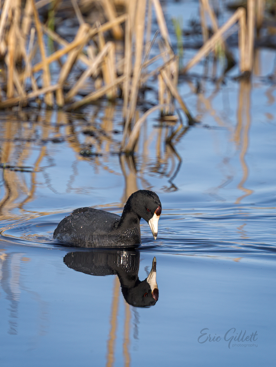 avianpics's tweet photo. Who is that down there⁉️ 😀

American Coot.

#birdphotography 
#TwitterNatureCommunity https://t.co/1MNPG0NxN7