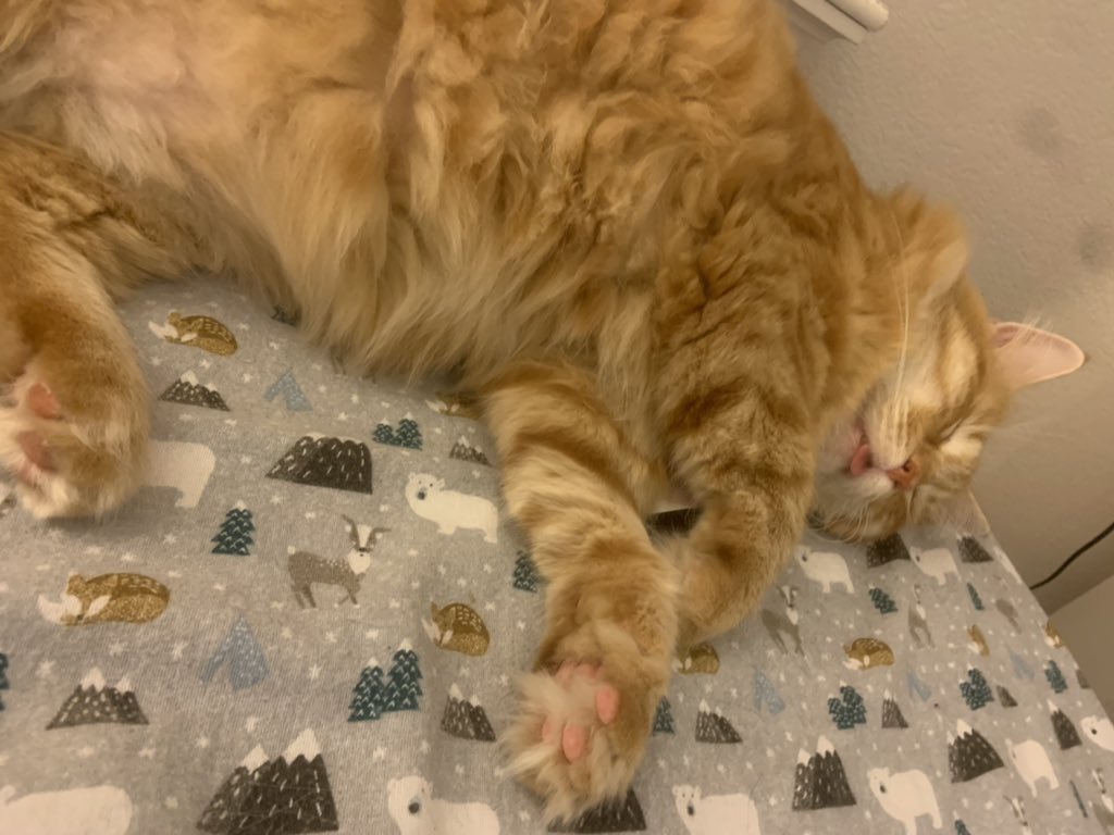 KiraBuckland's tweet image. Himb