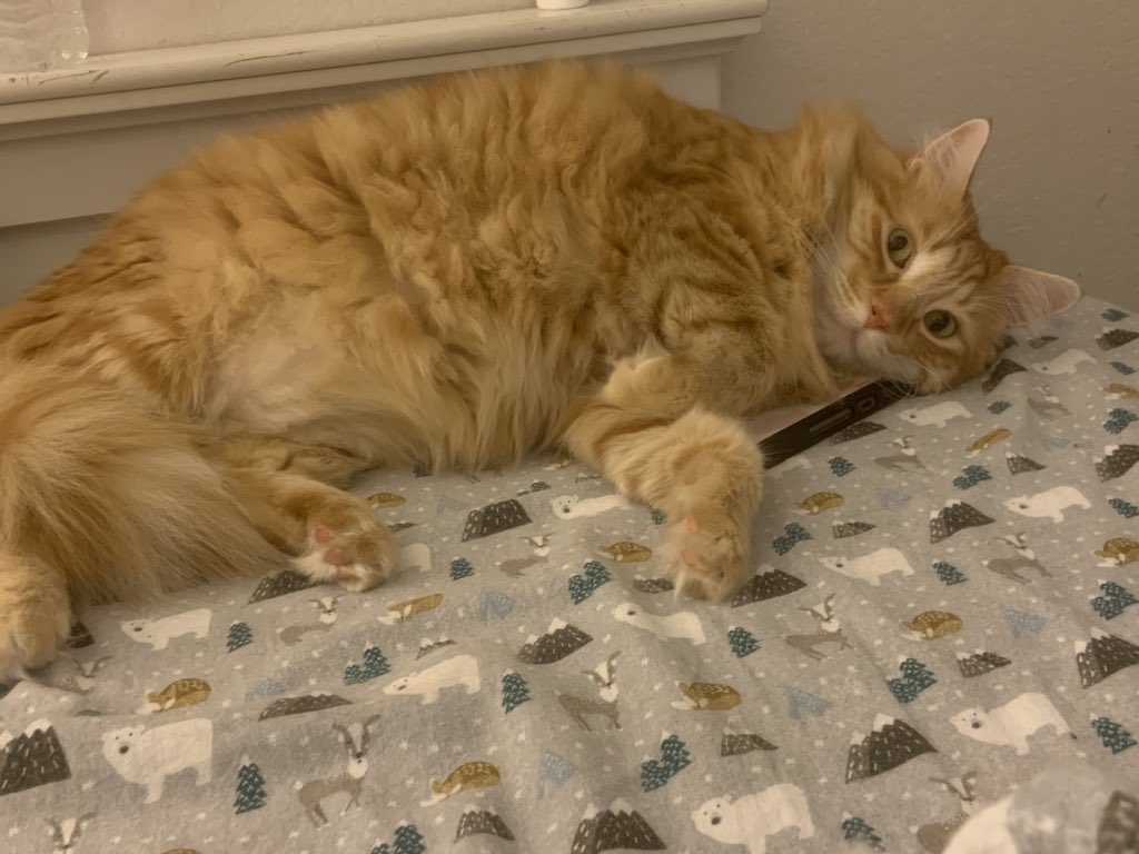 KiraBuckland's tweet image. Himb