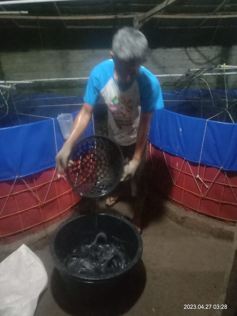 BudiantoSpi's tweet photo. Kamis (27/4/23), Budianto, Luhkan Kab. Indragiri Hilir, Pokdakan Usaha Bersama Kel.Sei Beringin, Panen Ikan Lele Bioflok, sebanyak 350 kg, size 185 gr, harga 21.000/kg
#GiatLuhkanSatminkalMedan #Inhil #Panen
@bpppmedan_brsdm 
@puslatluhkp 
@brsdm_kp
@kkpgoid https://t.co/pSlz4FBYBL