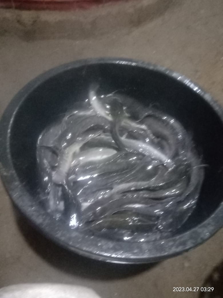 BudiantoSpi's tweet photo. Kamis (27/4/23), Budianto, Luhkan Kab. Indragiri Hilir, Pokdakan Usaha Bersama Kel.Sei Beringin, Panen Ikan Lele Bioflok, sebanyak 350 kg, size 185 gr, harga 21.000/kg
#GiatLuhkanSatminkalMedan #Inhil #Panen
@bpppmedan_brsdm 
@puslatluhkp 
@brsdm_kp
@kkpgoid https://t.co/pSlz4FBYBL