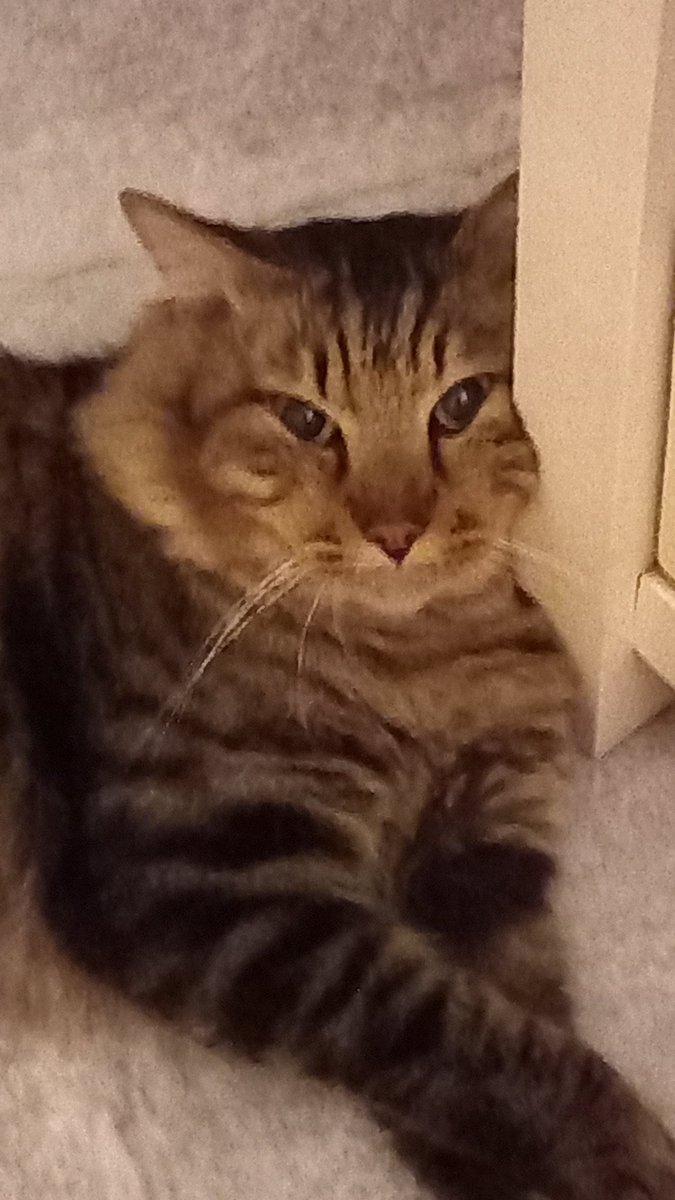 my cat ladies n gents