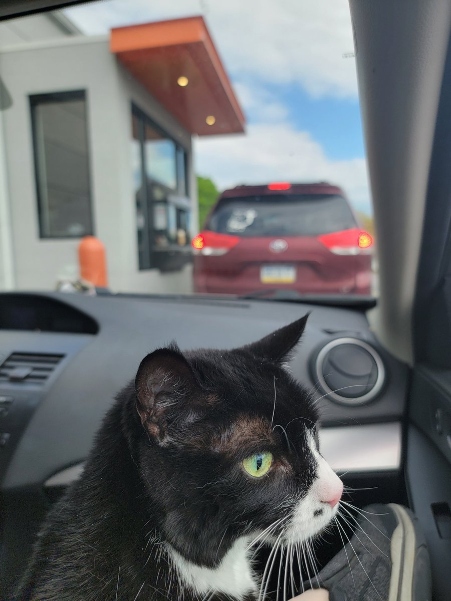 donutkins's tweet photo. We've been taking Lilo out on small car rides for coffee, and she loves it! https://t.co/9V3MfJaGHn