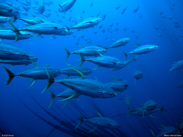 spc_cps's tweet photo. #ClimateChange 🐟 | Climate change and warming #ocean waters are causing #tuna fisheries to migrate to international #waters, away from a country’s jurisdiction. A new SPC led initiative will ensure that countries are equipped to tackle this challenge.
👉  https://t.co/tWJoXcbgEi https://t.co/LCpu3Lxrdy