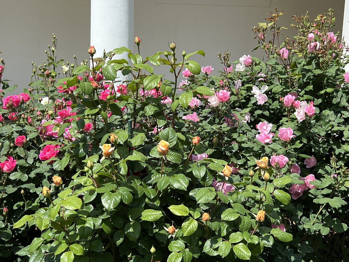 BrianKarem's tweet photo. I am not retweeting Tucker, MTG or any other lying, ignorant hypocrite. Life is too short. And the world needs less of them not more. Here’s a picture of the White House Rose Garden instead. Oh and a picture of what it used to look like before the previous guy and his wife crapped all over it
