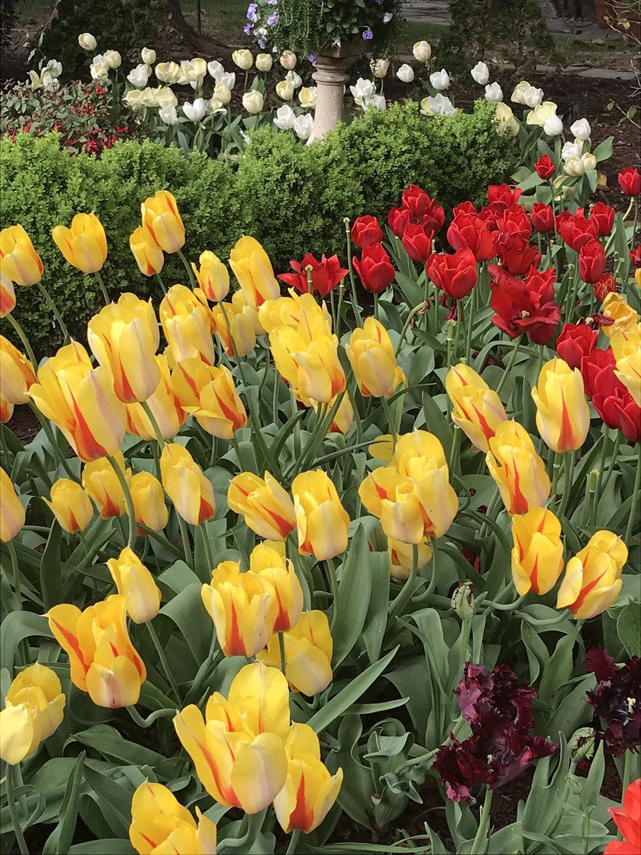 I am not retweeting Tucker, MTG or any other lying, ignorant hypocrite. Life is too short. And the world needs less of them not more. Here’s a picture of the White House Rose Garden instead. Oh and a picture of what it used to look like before the previous guy and his wife