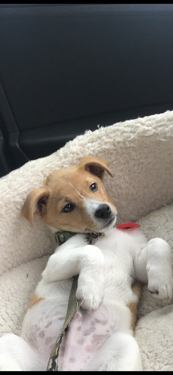 Happy Throwback Thursday! Tummy Tickle please 😂😂🥰🥰🥰🥰