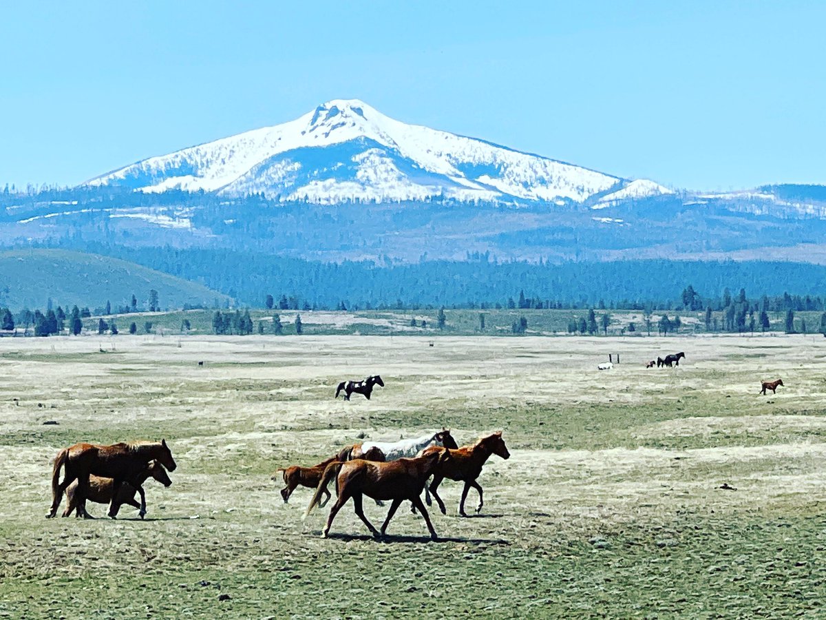 #Vanlife passes by these #horses on the open range outside of Mt. hood