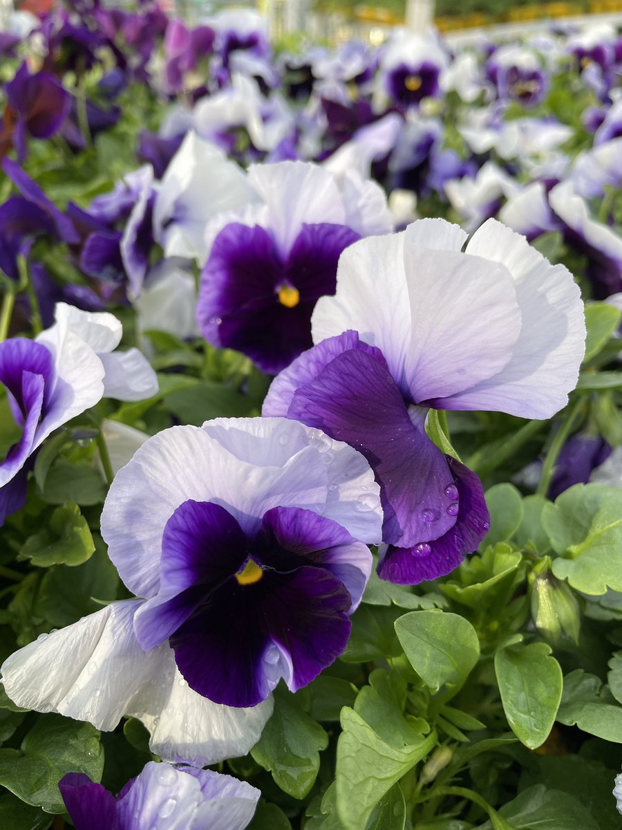 EckardsGarden's tweet photo. Eckards is ope 9-5 Daily through the long weekend. Our autumn Super Saver Sale starts today with Pansy Trays at only R35 each and we have every colour available in stock this weekend ready to go 🌸 #eckardsgarden #timetoplant #pansies https://t.co/ILd3WudIqw