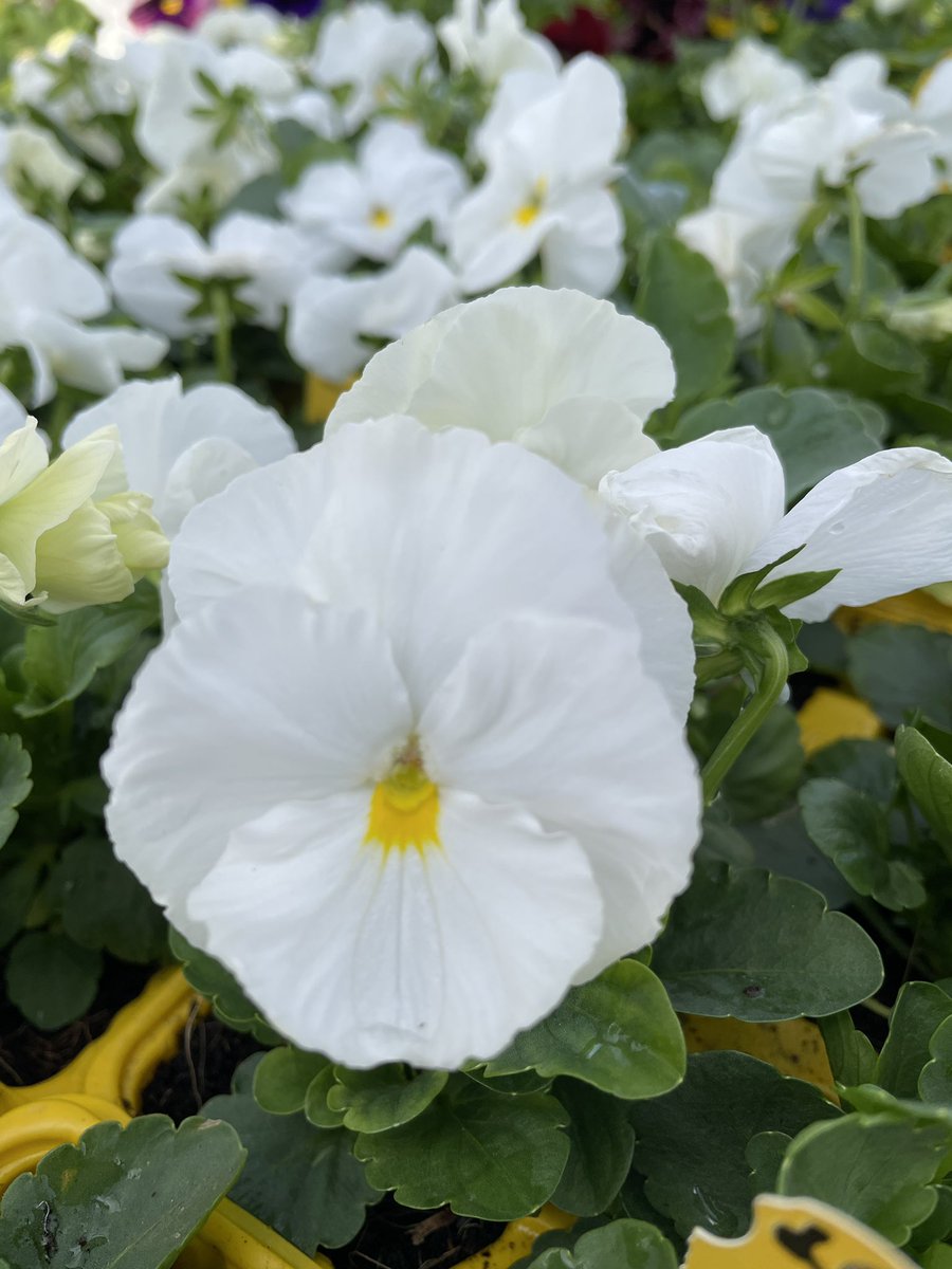 EckardsGarden's tweet photo. Eckards is ope 9-5 Daily through the long weekend. Our autumn Super Saver Sale starts today with Pansy Trays at only R35 each and we have every colour available in stock this weekend ready to go 🌸 #eckardsgarden #timetoplant #pansies https://t.co/ILd3WudIqw