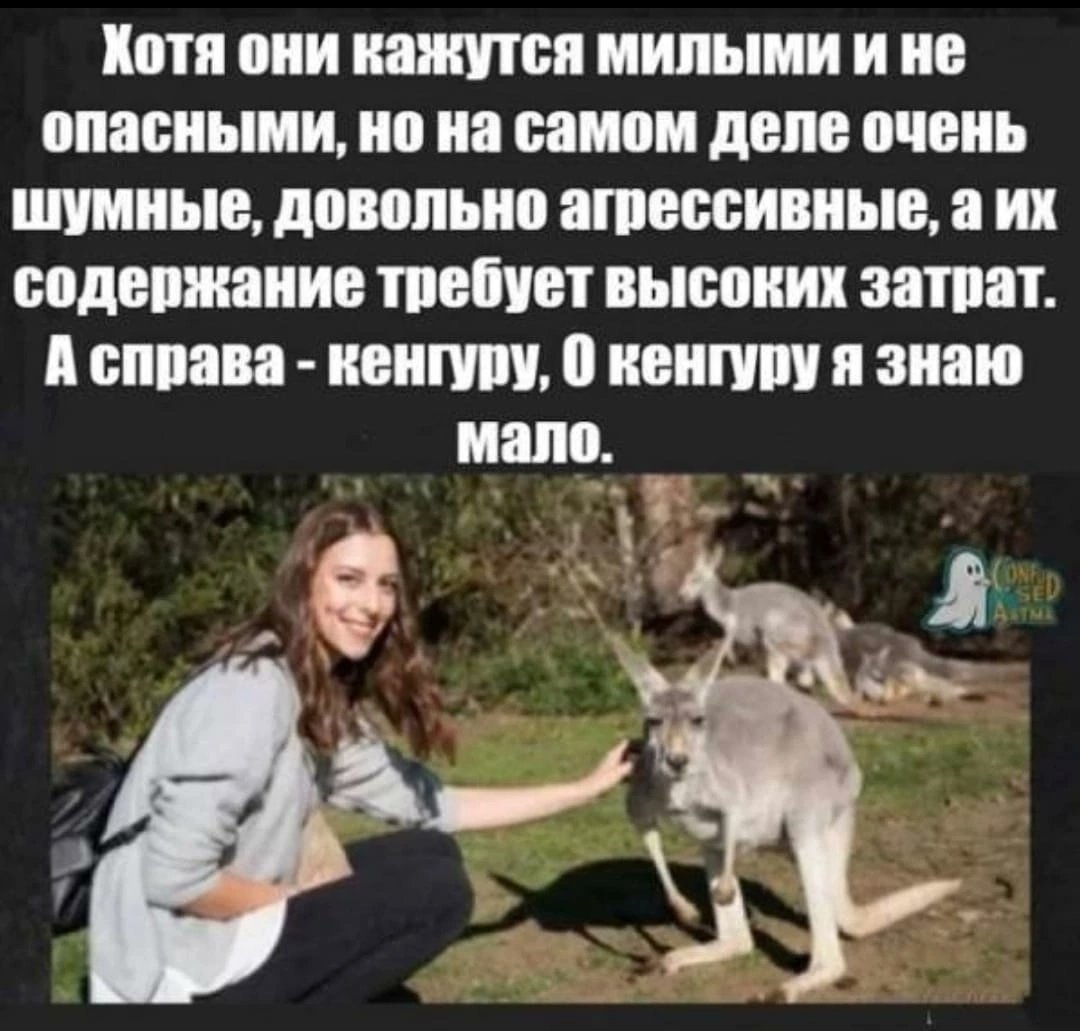 А справа кенгуру о кенгуру я знаю мало