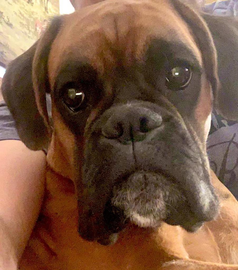 Gossa robada a #Vacarisses dilluns dia 24/4. Es diu Ati. Si la veieu, DM, si us plau. Gràcies. 
Si feu RT us ho agrairé.