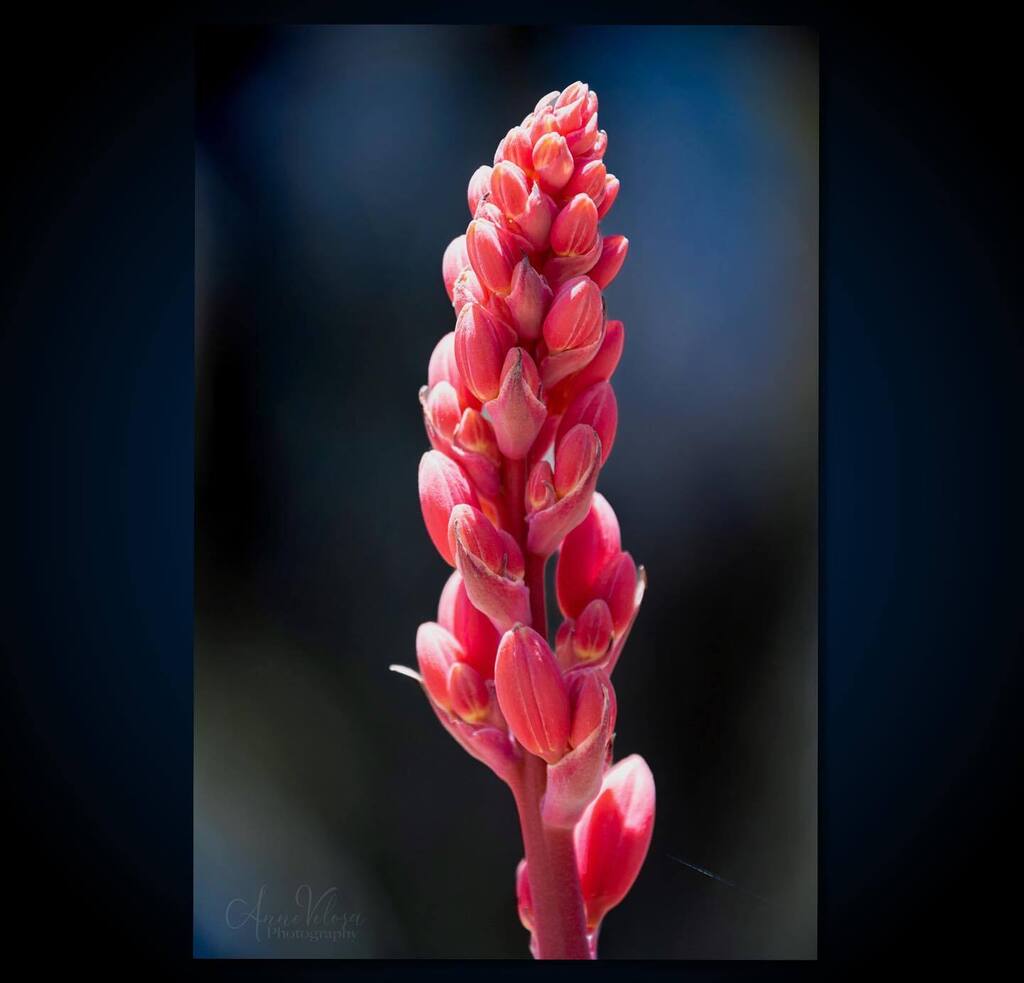 AnneVelosa's tweet photo. More color in the already blooming desert.
.
.
.

#thankful 
#flowers  #flower #flowersofinstagram #flowerstagram #allkindsofflowers
 #flowerphotography #flowerphoto
#plants #plantphoto #allkindsofplants  #all_beauty_flowers 
#flowersandmacro #macroandflower #macroandflora 
… https://t.co/fZYeNacdbI