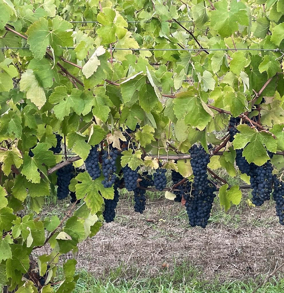 FranklandEstate's tweet photo. We call this the disappearing act - same view, 30 seconds apart 🪄
#magic #franklandestate #greatsouther #v23 #vintage #vineyard #handpicking #harvest #magictrick #certifiedorganic #organic #winelover #winestagram #winedown https://t.co/aQ0SyxY2wJ