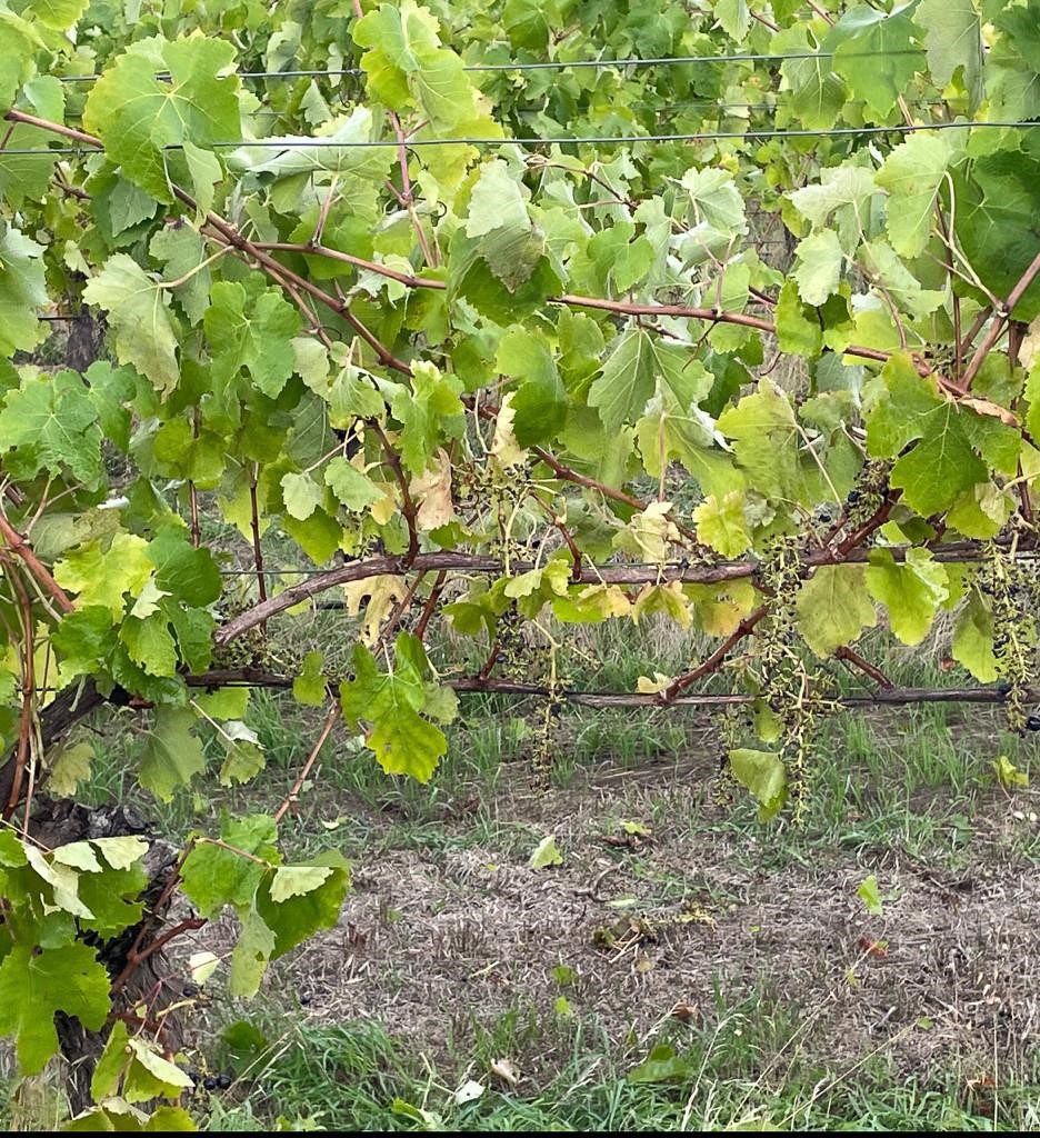 FranklandEstate's tweet photo. We call this the disappearing act - same view, 30 seconds apart 🪄
#magic #franklandestate #greatsouther #v23 #vintage #vineyard #handpicking #harvest #magictrick #certifiedorganic #organic #winelover #winestagram #winedown https://t.co/aQ0SyxY2wJ