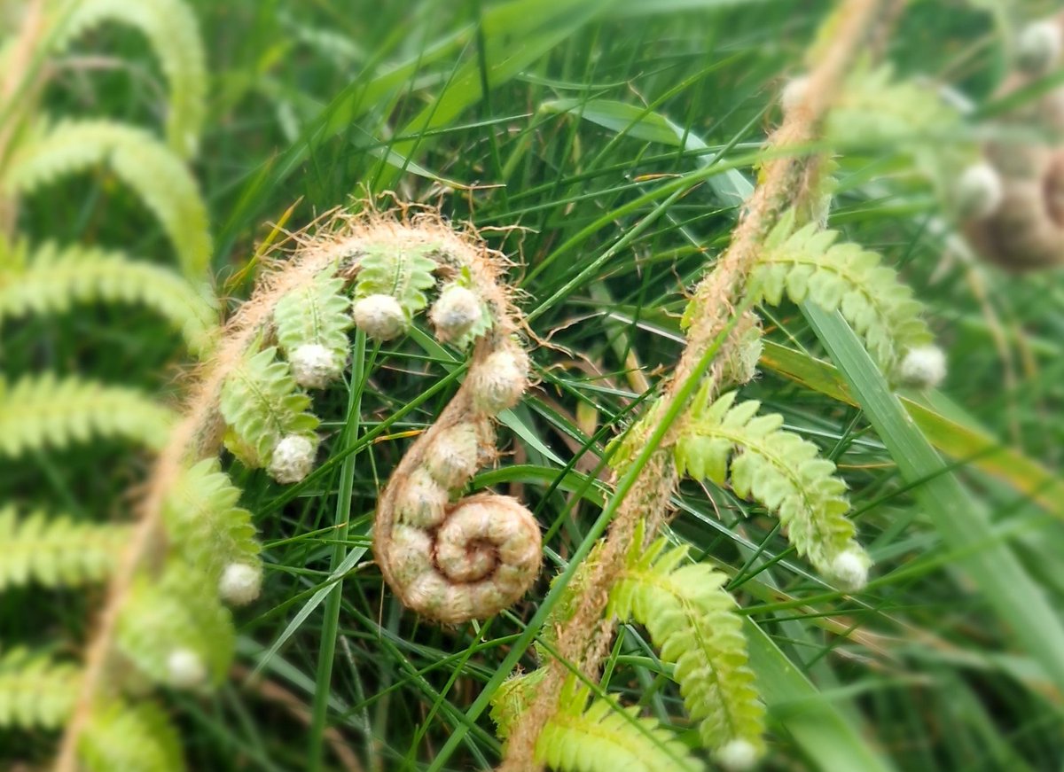 TalesBySusan's tweet image. If you can today, go outside and write among green things for a while. There's a whole new world out there that will whisper to you. 

#writingexercise #5amwritersclub